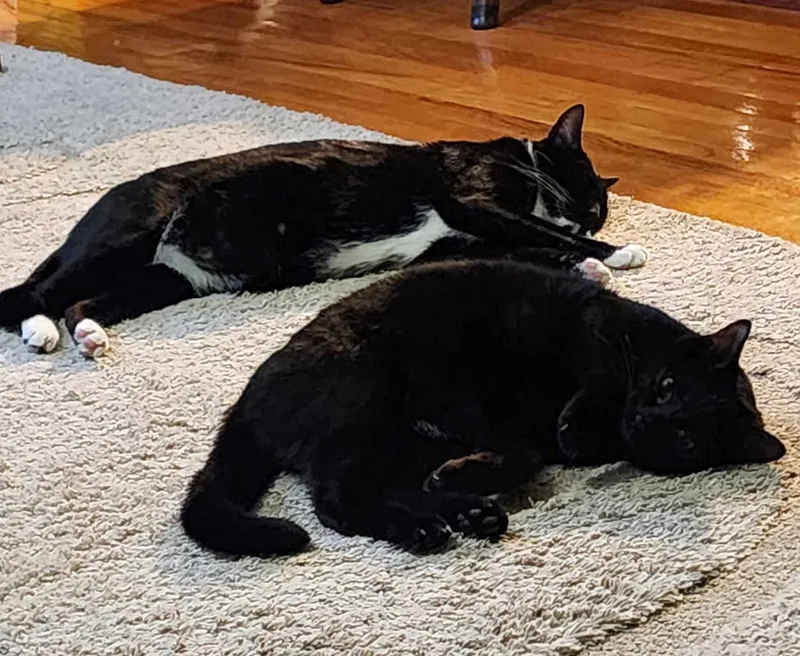 Chester & Elvis thumbnail 5