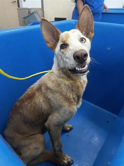 A young large-sized female Mixed Breed dog named Rosie for adoption in Dallas, TX