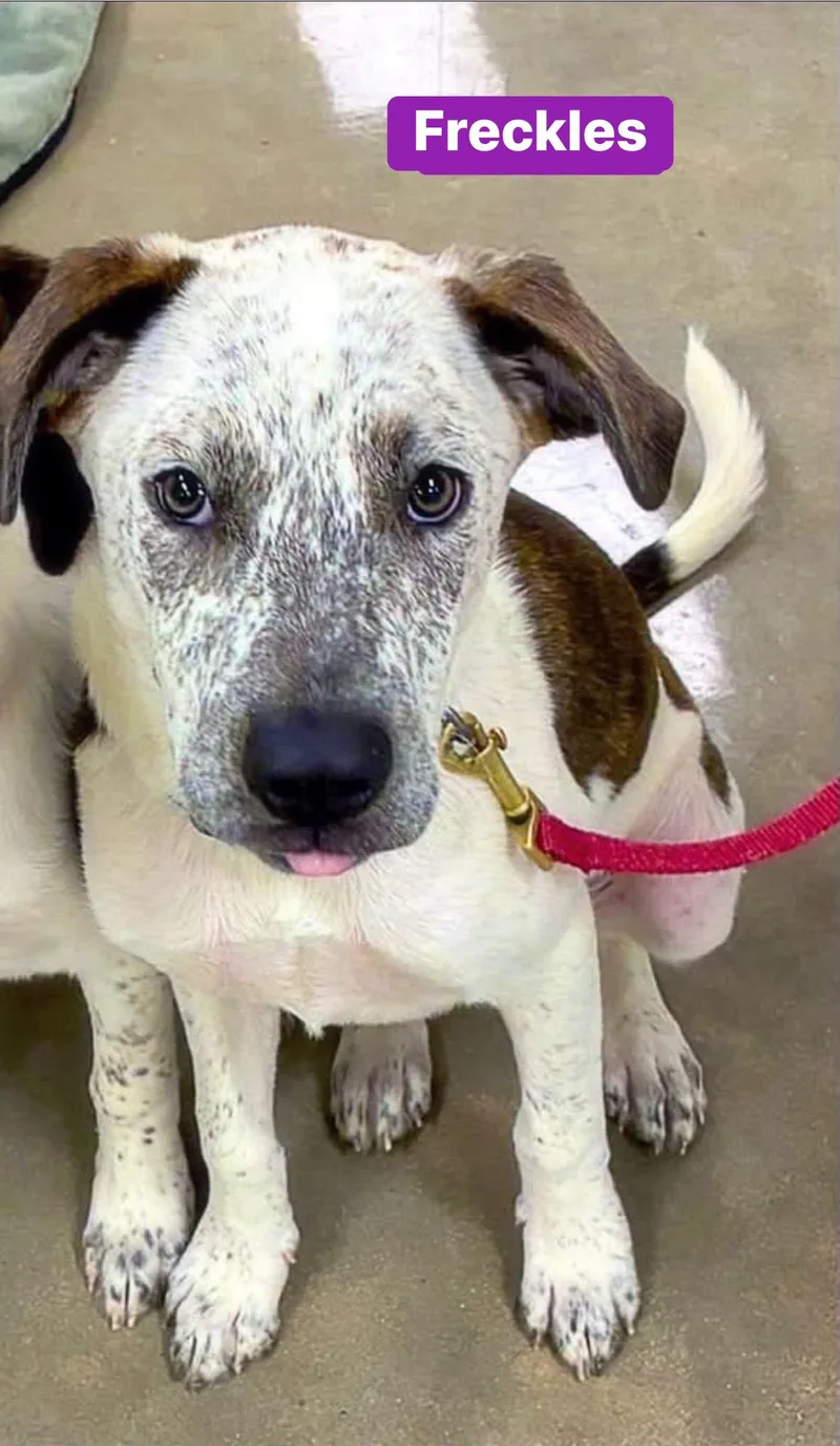 A baby medium-sized female Pointer dog named Freckles for adoption in Alexander, AR