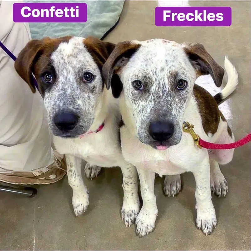 Freckles thumbnail 4