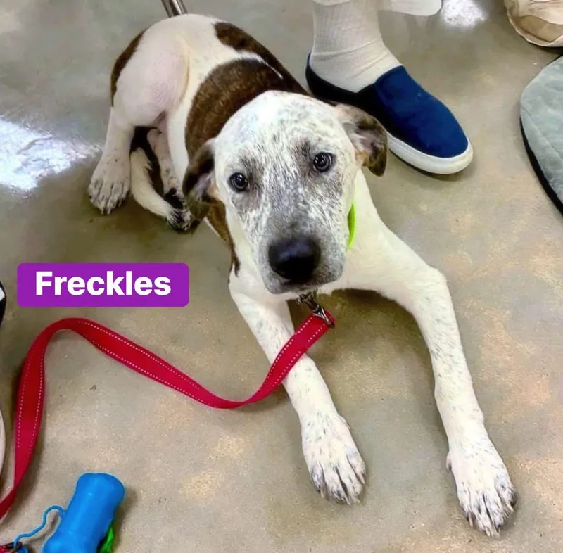 Freckles thumbnail 5