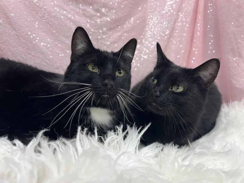 An adult medium-sized female Black & White / Tuxedo Domestic Short Hair cat named Mousey & Koo for adoption in Clarkesville, GA