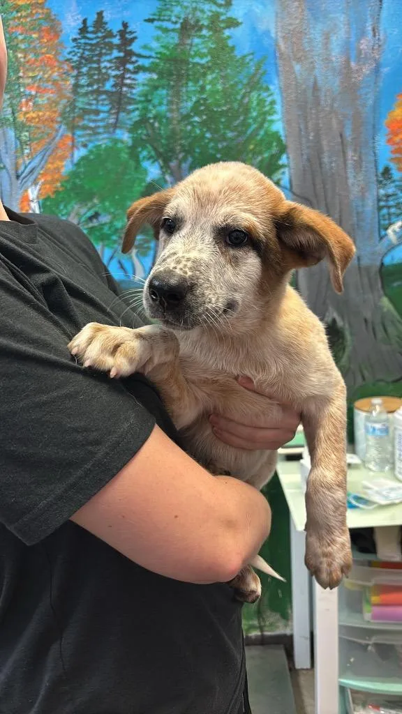 A baby medium-sized male Australian Cattle Dog / Blue Heeler dog named Arnold for adoption in New Braunfels, TX