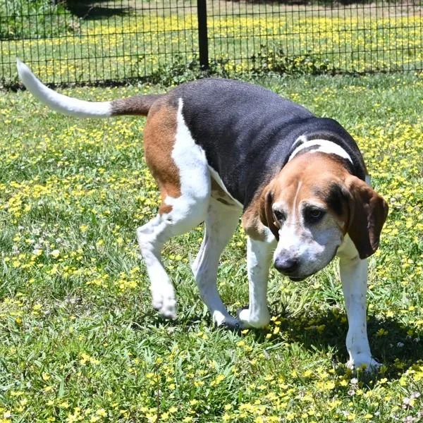 An adult large-sized male American Foxhound dog named Floki for adoption in Virginia Beach, VA