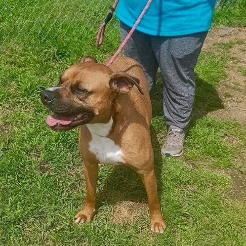 An adult medium-sized male Boxer dog named Bruno for adoption in Tunica, MS