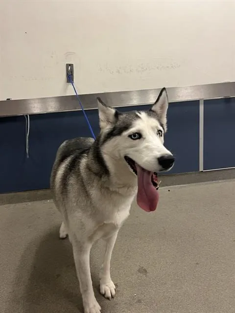 A young large-sized female Siberian Husky dog named Lola for adoption in Miami, FL