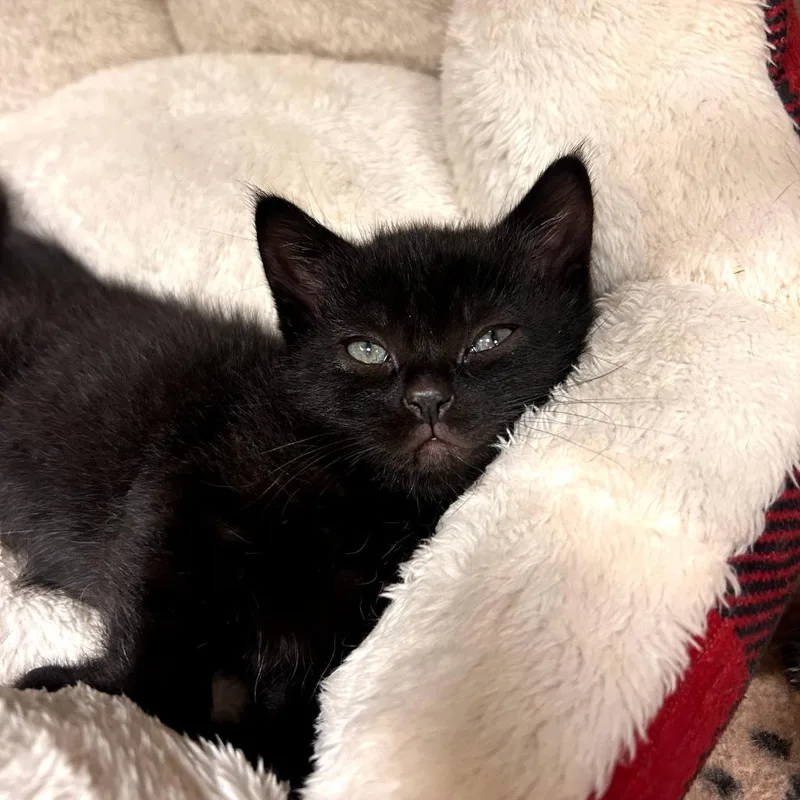 A baby medium-sized male Domestic Short Hair cat named Jebediah for adoption in Greeneville, TN
