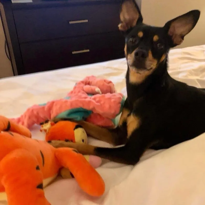 A senior small-sized female Black Miniature Pinscher dog named Poppy for adoption in Austell, GA