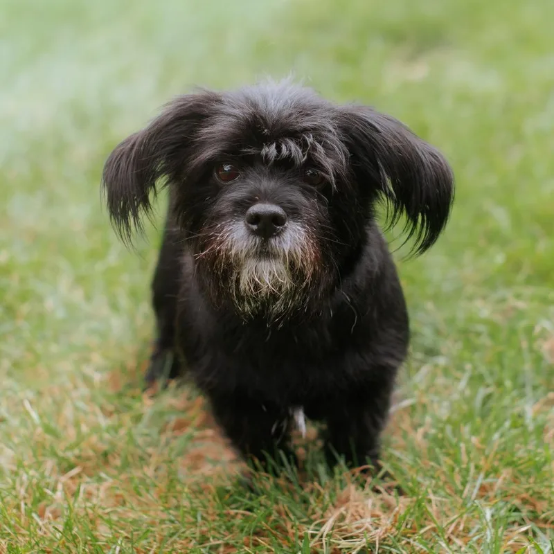 An adult small-sized female Black Tibetan Terrier dog named Coco Melon for adoption in Northbrook, IL