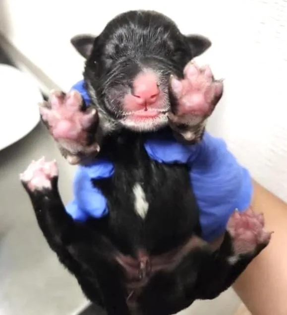 A baby medium-sized male German Shepherd Dog dog named A for adoption in Houston, TX