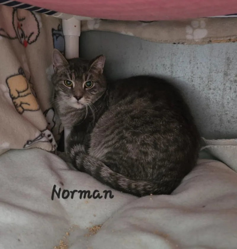 Norman