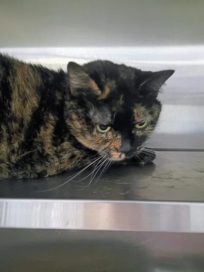 An adult small-sized female Domestic Short Hair cat named Willow for adoption in Beatrice, NE