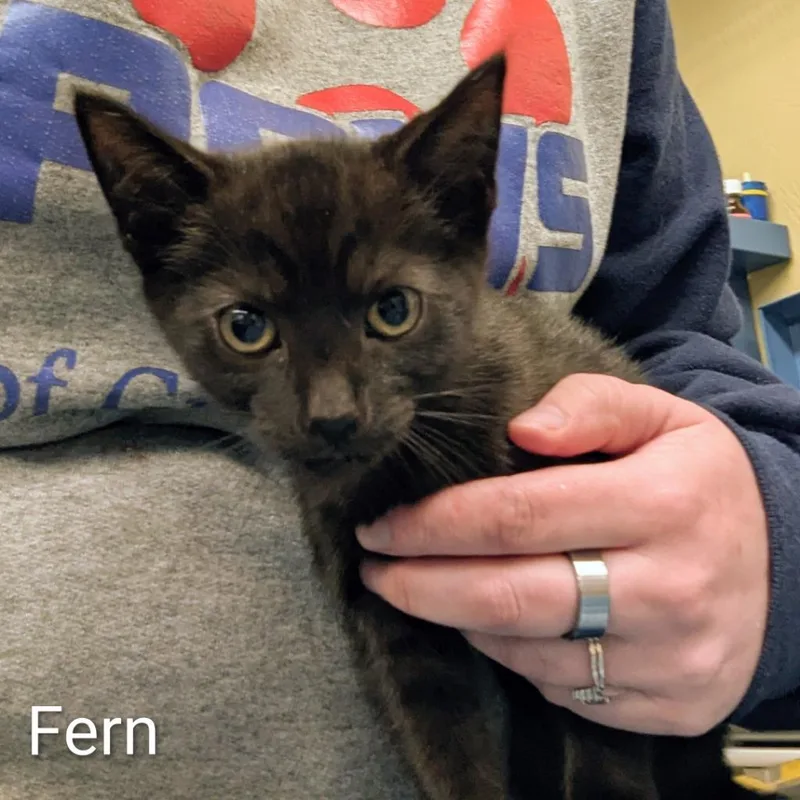 A baby medium-sized female Domestic Short Hair cat named Fern for adoption in Aberdeen, WA