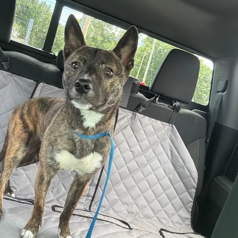 A young medium-sized male Brindle Shiba Inu dog named Ranoldo for adoption in Sullivan, IL