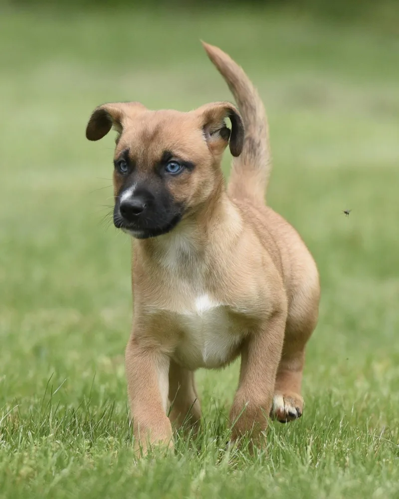 A baby medium-sized male Australian Shepherd dog named Arctic for adoption in Mechanicsburg, PA
