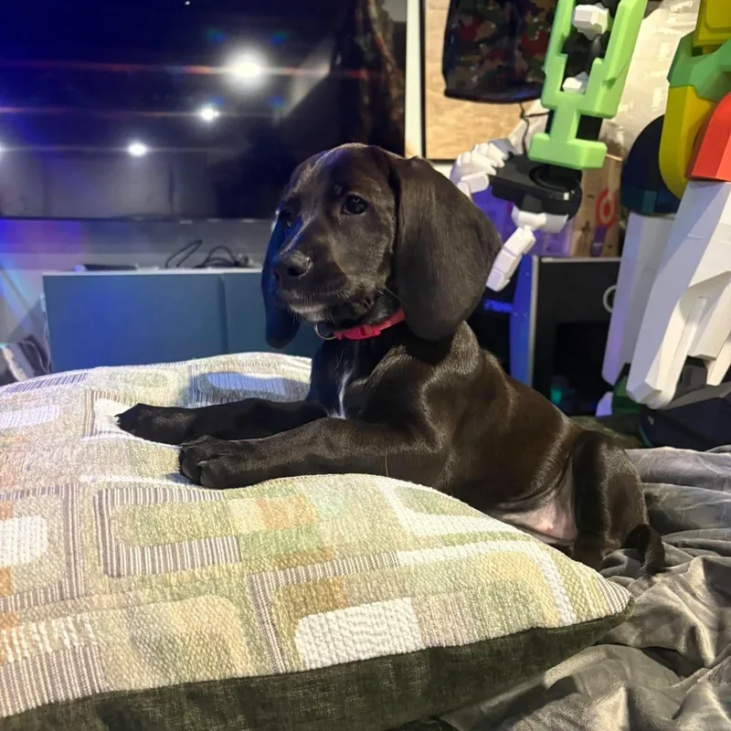 A baby medium-sized female Basset Hound dog named Coralyn for adoption in Hatfield, PA