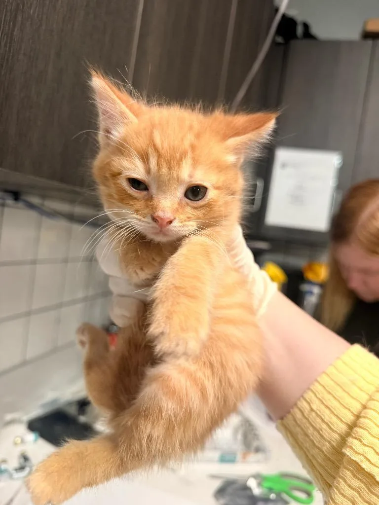 A baby medium-sized male Domestic Short Hair cat named Leo for adoption in Huntington, IN