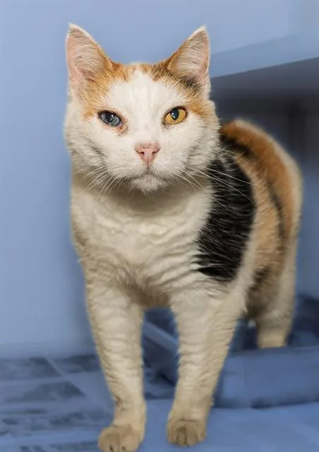 A senior medium-sized female Domestic Short Hair cat named Carmela for adoption in Cookeville, TN