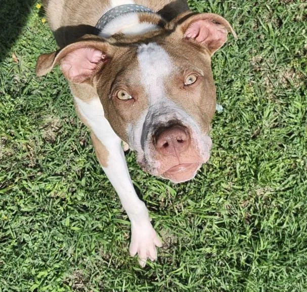 A young medium-sized male Pit Bull Terrier dog named Tarius for adoption in Tulsa, OK