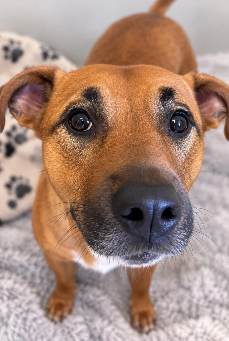 An adult medium-sized female Brown / Chocolate Mixed Breed dog named Jada for adoption in Norwich, NY