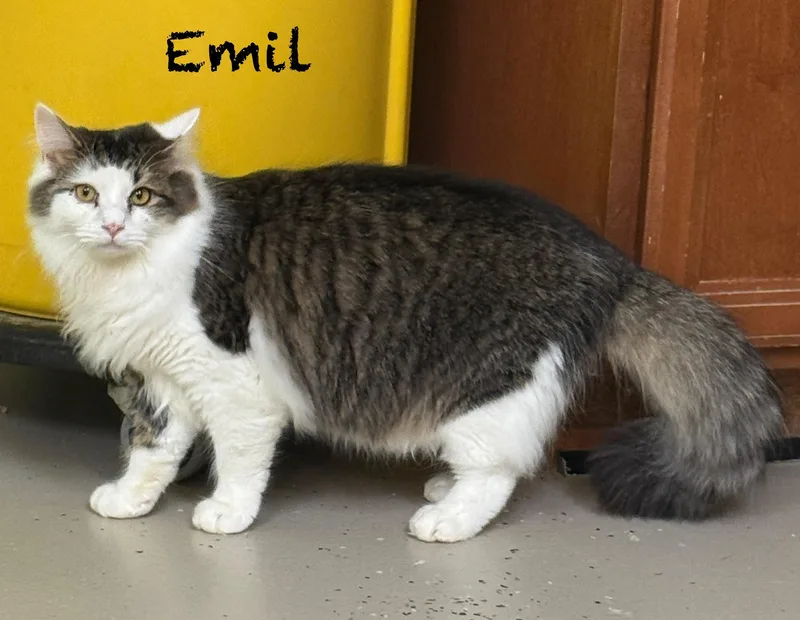Emil