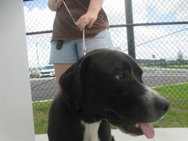 A young large-sized male Labrador Retriever dog named Jabba for adoption in Ocala, FL