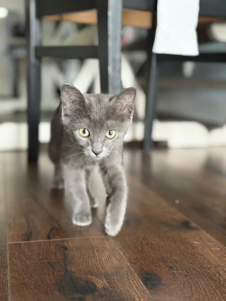 A baby small-sized male Domestic Short Hair cat named Mowgli for adoption in Orlando, FL