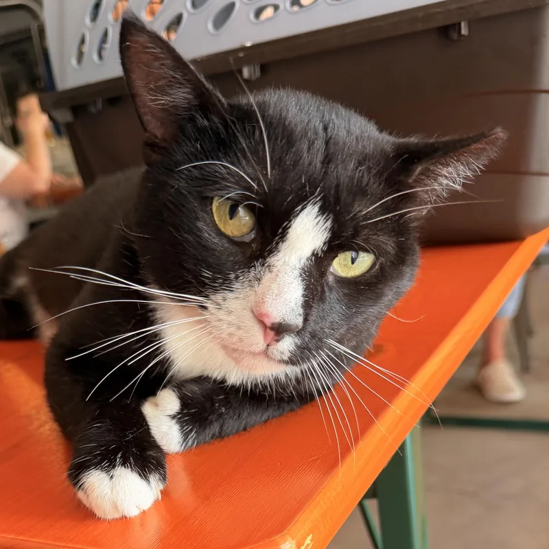 An adult medium-sized male Black & White / Tuxedo Domestic Short Hair cat named Manager Carl for adoption in Scranton, PA