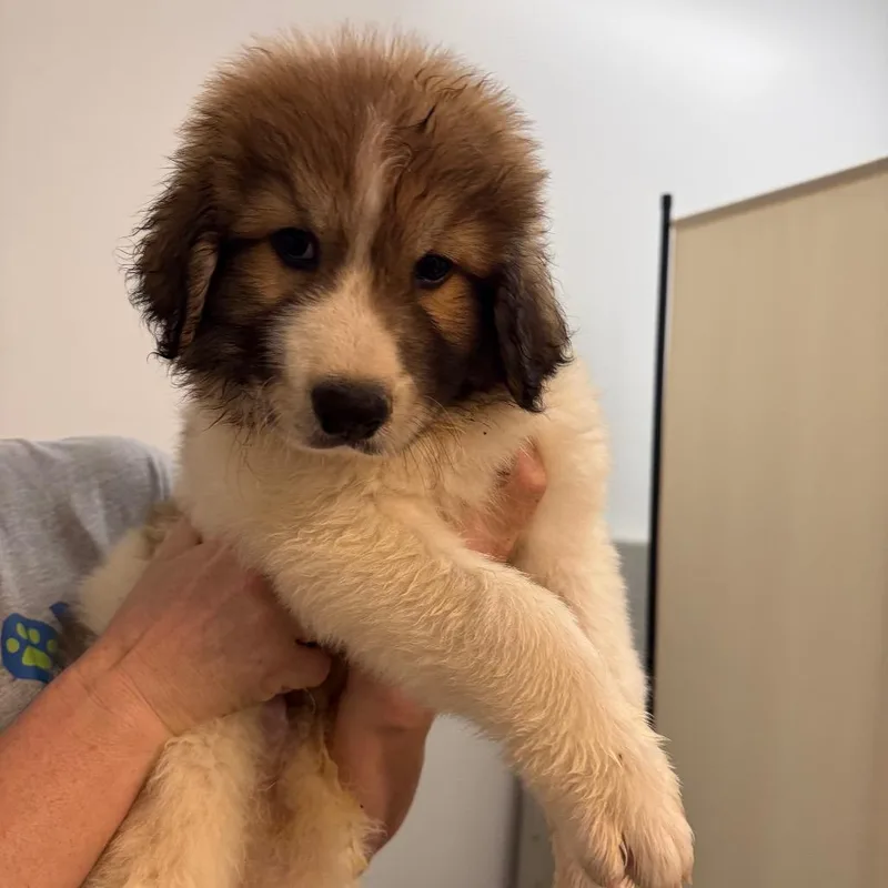 A baby large-sized male Brown / Chocolate Great Pyrenees dog named Rowdy for adoption in Houston, TX