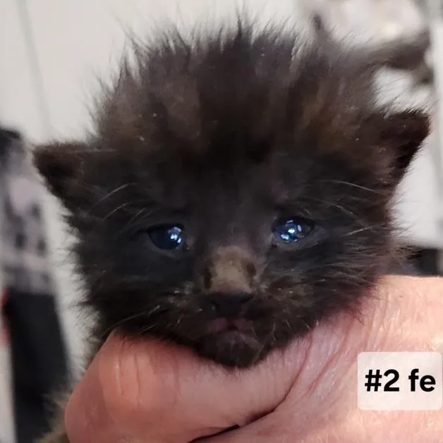 A baby small-sized female Black Domestic Short Hair cat named B Nicky for adoption in Arizona City, AZ