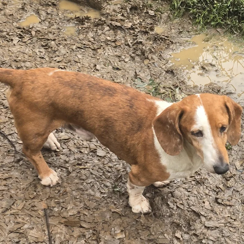 An adult small-sized male Dachshund dog named Grumpy GUS for adoption in Zaleski, OH