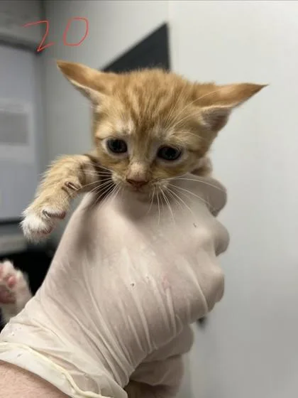 A baby small-sized male Domestic Short Hair cat named Dustin for adoption in West Chester, PA