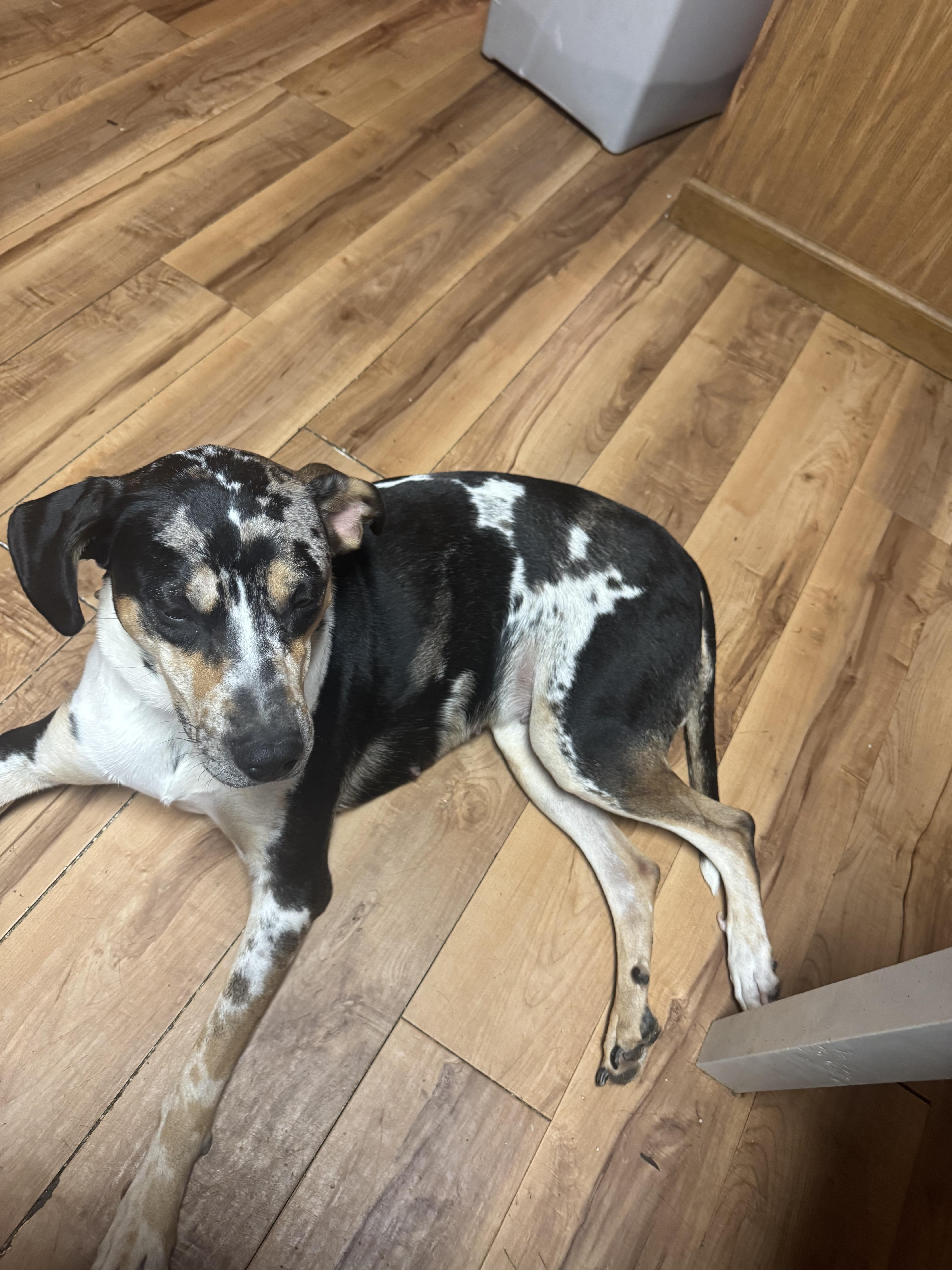 An adult medium-sized female Catahoula Leopard Dog dog named Ida Red for adoption in Murray, KY