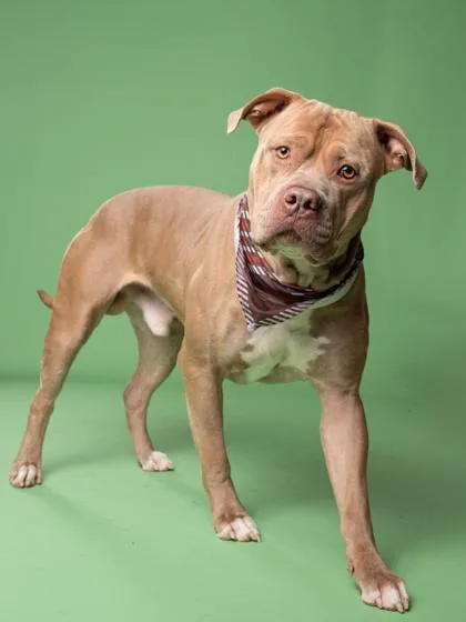 An adult medium-sized male Pit Bull Terrier dog named Jj for adoption in Atlanta, GA