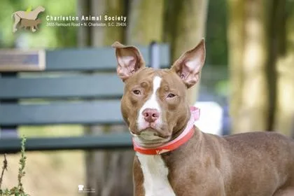 An adult medium-sized female American Staffordshire Terrier dog named A Tawny for adoption in North Charleston, SC