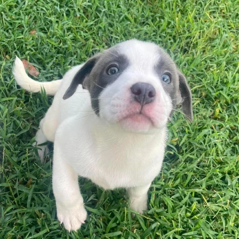 A baby small-sized female White / Cream Mixed Breed dog named Isis for adoption in Buffalo, MN