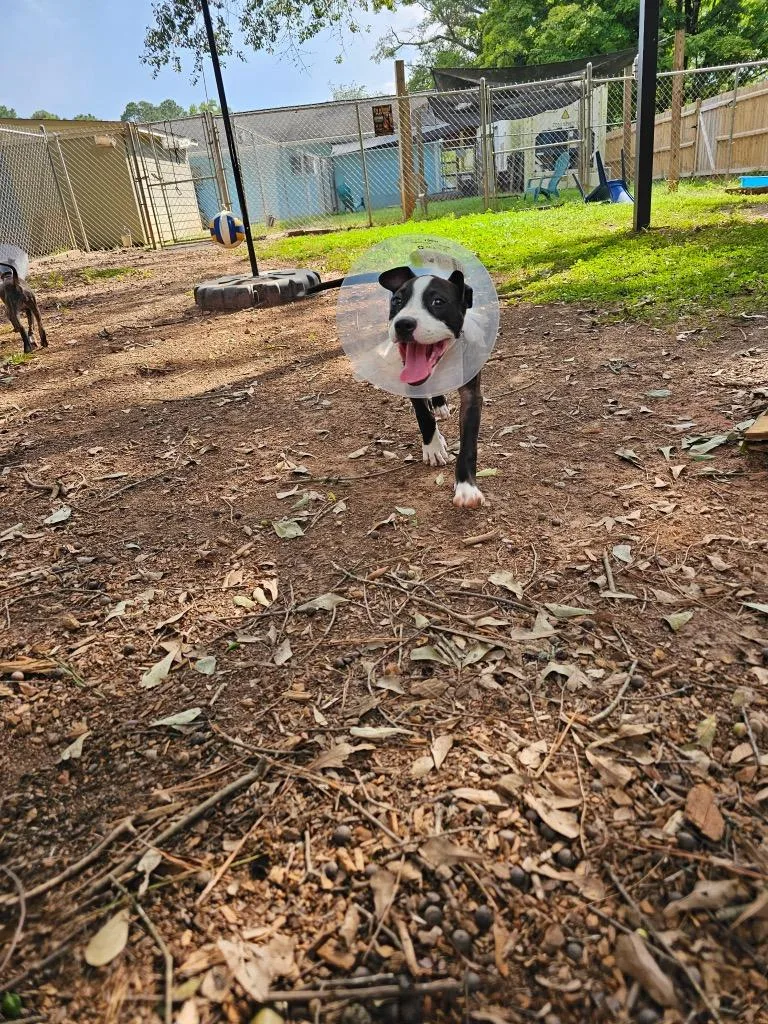 A baby medium-sized female American Staffordshire Terrier dog named Oreo for adoption in Newnan, GA
