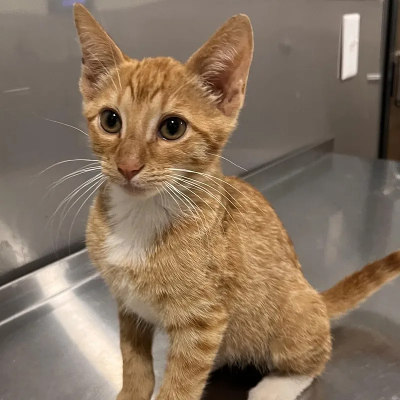 A baby small-sized male Orange / Red Domestic Short Hair cat named Nectarine for adoption in Washburn, MO