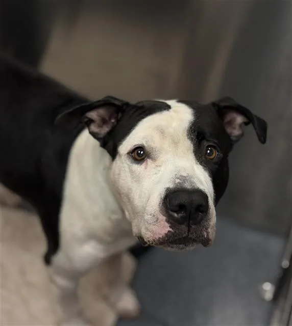 An adult large-sized male Mixed Breed dog named Buster for adoption in Dallas, TX