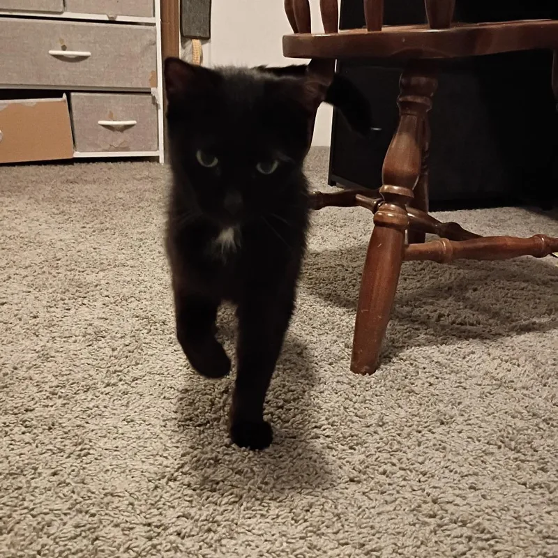 An adult medium-sized male Black Domestic Short Hair cat named Sterling for adoption in PITTSBURGH, PA