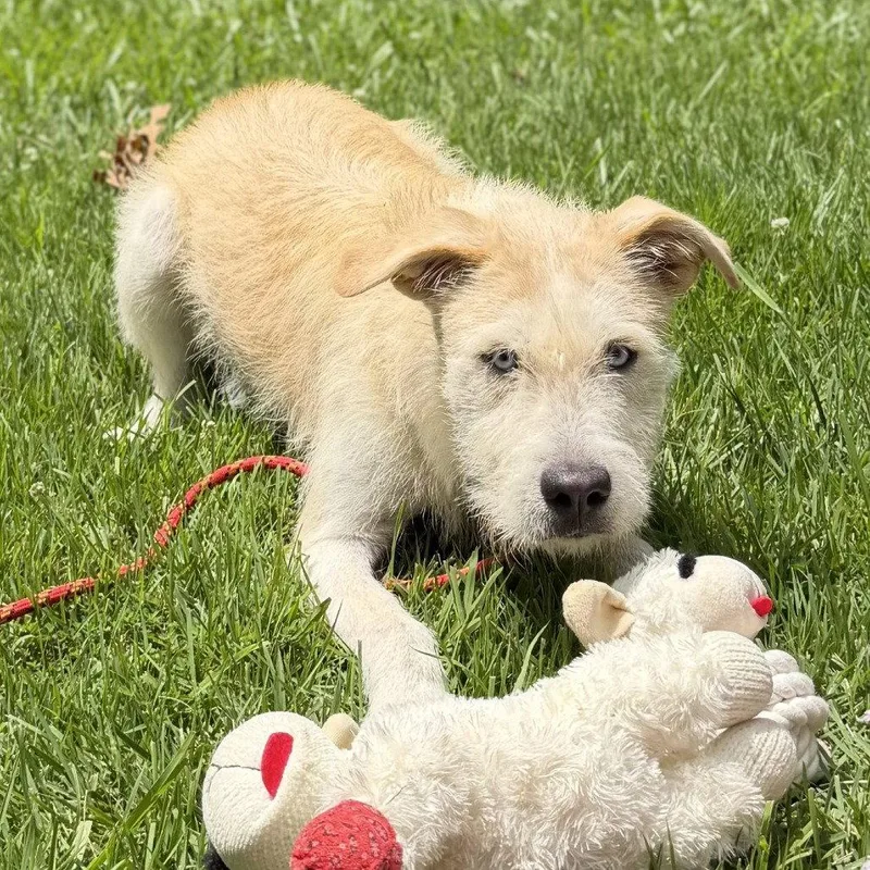 A young medium-sized female Border Terrier dog named Sky for adoption in Locust Fork, AL