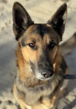 An adult medium-sized female Tricolor (Brown, Black, & White) German Shepherd Dog dog named Ella Marie for adoption in Frazier Park, CA