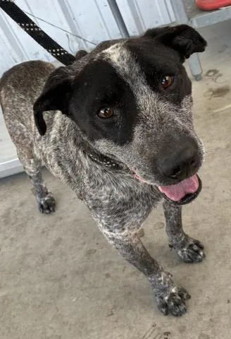 An adult medium-sized male Australian Cattle Dog / Blue Heeler dog named Scout for adoption in Bakersfield, CA