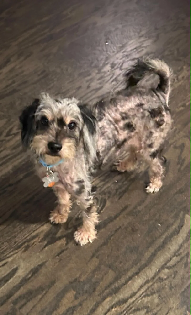 An adult small-sized male Standard Poodle dog named Jirmit for adoption in Holly Springs, NC