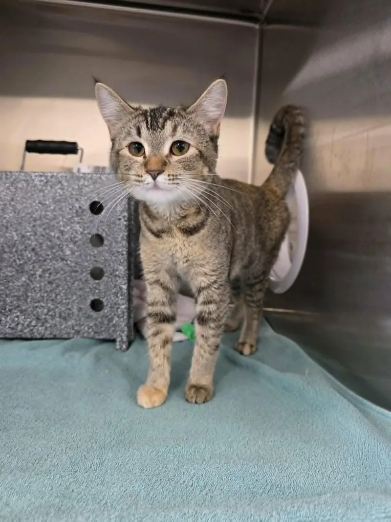 A young medium-sized female Tabby (Buff / Tan / Fawn) Domestic Short Hair cat named Puff for adoption in Umatilla, FL