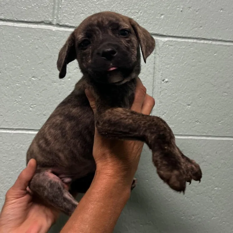 A baby small-sized male Brindle Pit Bull Terrier dog named Peppercorn for adoption in Harrisville, WV