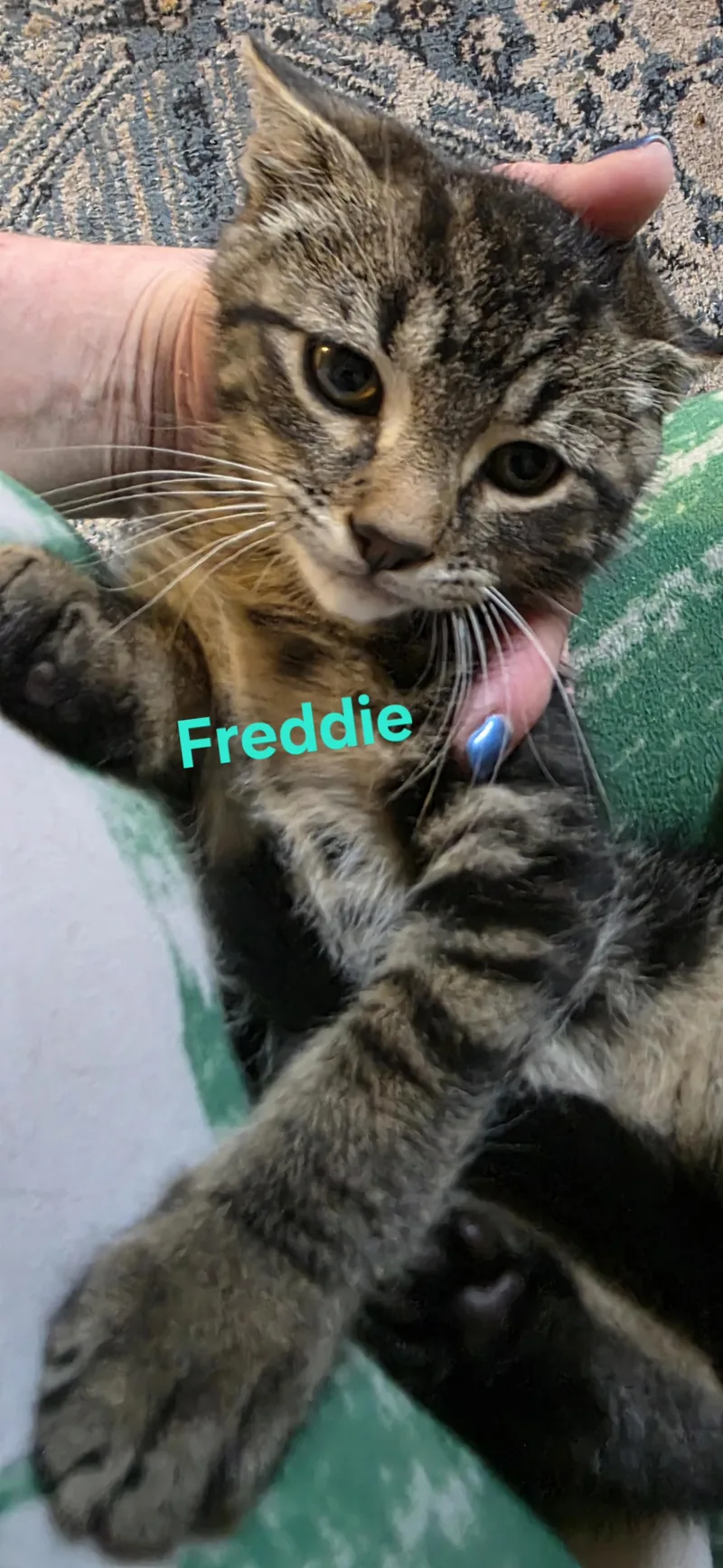 A baby medium-sized male Tabby (Brown / Chocolate) Domestic Short Hair cat named Freddie for adoption in Jamesville, NY
