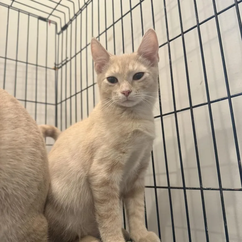 A baby medium-sized male Buff / Tan / Fawn Domestic Short Hair cat named Lark for adoption in Louisville, KY