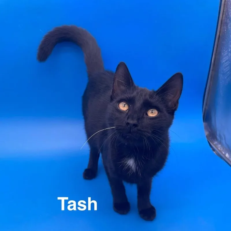 A young medium-sized male American Shorthair cat named Tash for adoption in Collinsville , OK