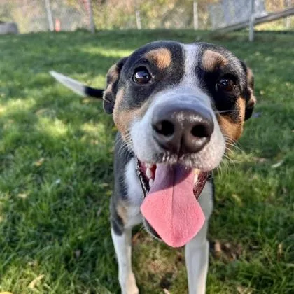 An adult medium-sized male Black Mixed Breed dog named Bahugo for adoption in Lansing, MI